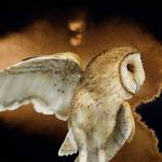 Artist Jeannine Chappell (Barn owl)is the featured artist at the Sequim Art in the Library in February.