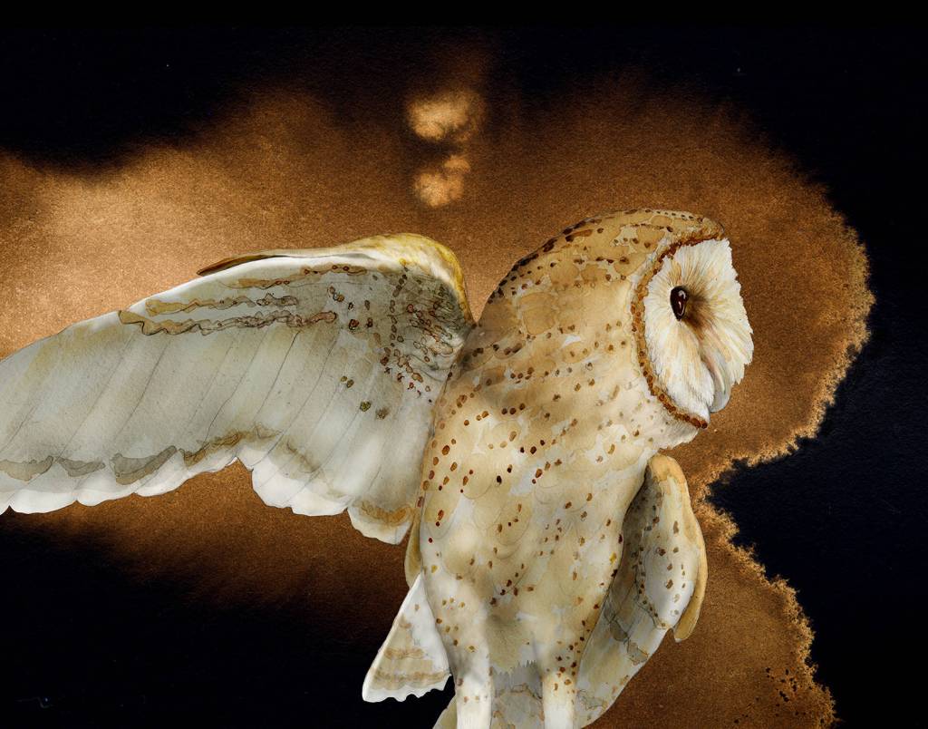 Artist Jeannine Chappell (Barn owl)is the featured artist at the Sequim Art in the Library in February.