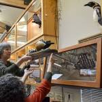 Darcy McNamara, a Dungeness River Audubon Center board member, and Sharon Travers, a center volunteer, help each other take one of many birds down on Jan. 24 to seal up and freeze. McNamara and her friend Terri Tyler of Sequim discovered drugstore beetles on Jan. 23 in the center that could harm its taxidermy collection.