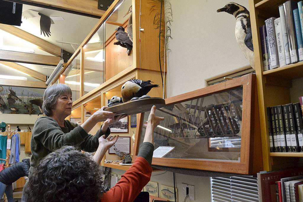 Darcy McNamara, a Dungeness River Audubon Center board member, and Sharon Travers, a center volunteer, help each other take one of many birds down on Jan. 24 to seal up and freeze. McNamara and her friend Terri Tyler of Sequim discovered drugstore beetles on Jan. 23 in the center that could harm its taxidermy collection.