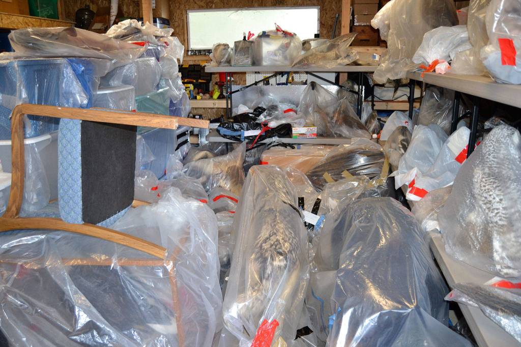 All of the Dungeness River Audubon Centers exhibits remain in storage on Jan. 28 after being frozen for 48 hours over the weekend to prevent the spread of drugstore beetles in the center. Theyll tentatively go back in the center sometime after Feb. 4. Sequim Gazette photo by Matthew Nash