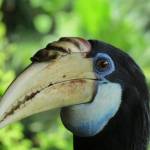 Blythe hornbill. Photo courtesy of Bob and Enid Phreaner