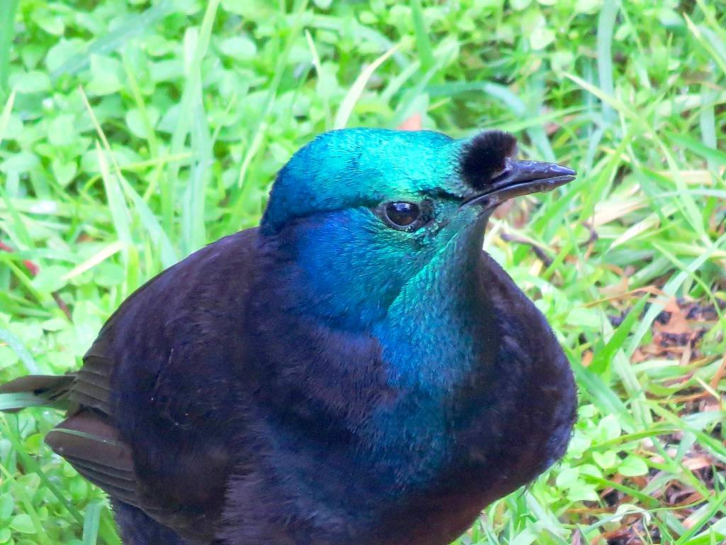 A ribbon-tailed astrapia bird-of-paradise. Photo courtesy of Bob and Enid Phreaner