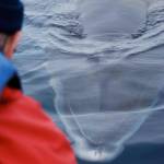 An up-close visit from a minke whale, from the view of a kayaker. Photo courtesy of Jeff Selby