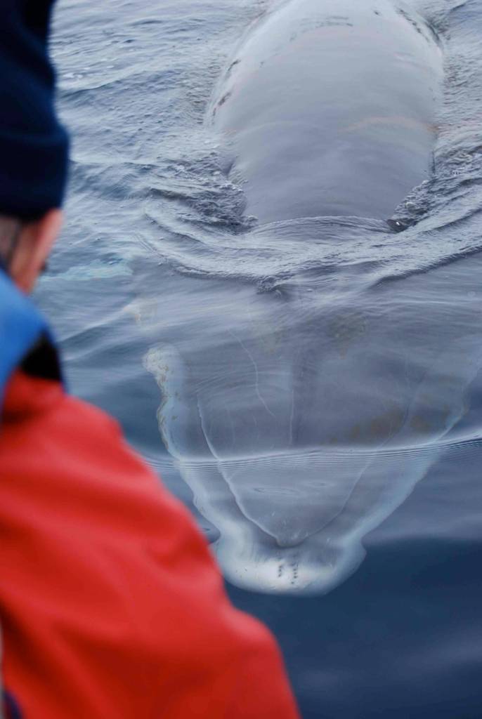 An up-close visit from a minke whale, from the view of a kayaker. Photo courtesy of Jeff Selby