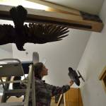 Jenna Ziogas, education coordinator for the Dungeness River Audubon Center, hangs another raven on Tuesday morning. These were two of 700 mounts frozen to prevent spreading of drugstore beetles. Sequim Gazette photo by Matthew Nash