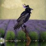 ‘For My Hat’ selected for Sequim Lavender Festival