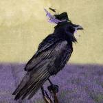 ‘For My Hat’ selected for Sequim Lavender Festival