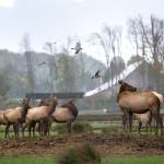 Olympic Game Farm denies mistreatment in response to lawsuit