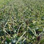 Rows and rows of purple sprouting broccoli in Dungeness look like a science fiction movie scene after birds ate the leaves off 10 acres of the plant in mid-February. Nashs Organic Produce leases the Wilson Field where the vegetables were eaten. Sequim Gazette photo by Matthew Nash