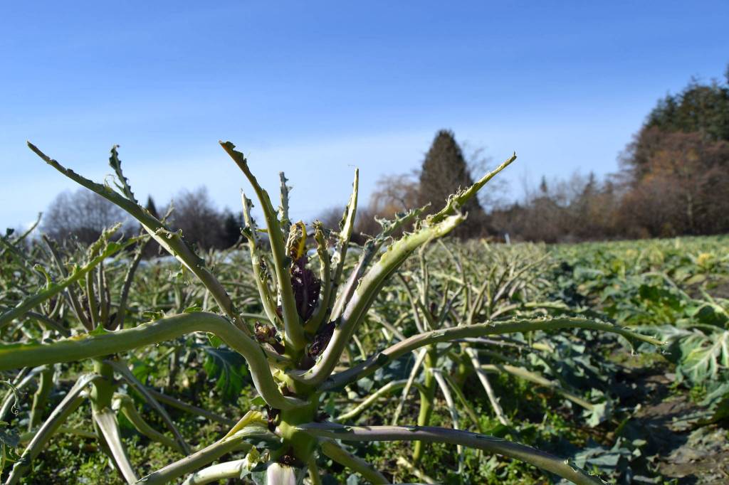 In the years Nash Huber has grown purple sprouting broccoli, migrating birds have never eaten it before, said Patty McManus-Huber, promotions coordinator for Nashs Organic Produce. However, with snow covering grassland and other plants, the birds ate 10 acres of the vegetables, she said. Sequim Gazette photo by Matthew Nash