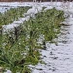 Trumpeter swans are some of the birds staff from Nashs Organic Produce suspect ate 10 acres of vegetables for their spring harvest. But staff dont blame the birds because they eat to survive. Photo courtesy of Mike Castle