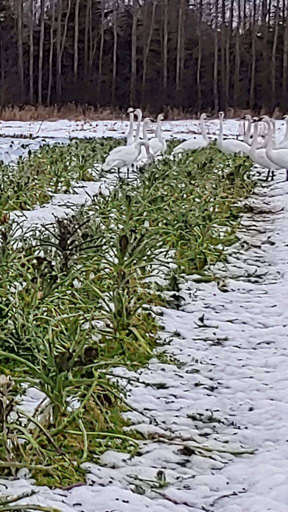 Trumpeter swans are some of the birds staff from Nashs Organic Produce suspect ate 10 acres of vegetables for their spring harvest. But staff dont blame the birds because they eat to survive. Photo courtesy of Mike Castle