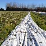 Evidence of birds lines this remay row cover in Dungeness among 10 acres of destroyed crops that staff with Nashs Organic Produce say they were counting on for spring. Sequim Gazette photo by Matthew Nash