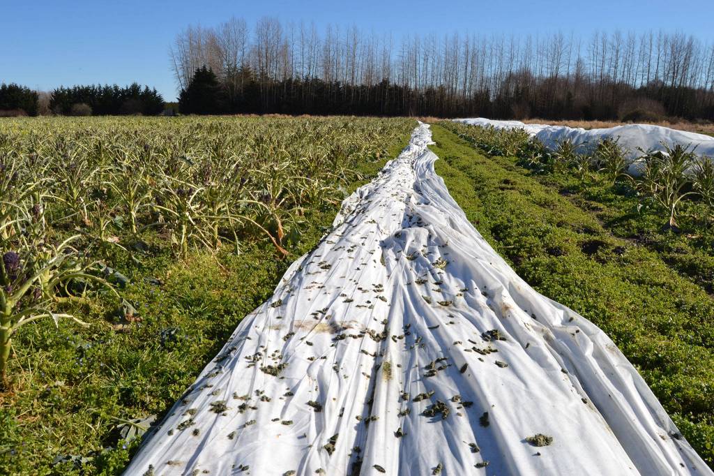 Evidence of birds lines this remay row cover in Dungeness among 10 acres of destroyed crops that staff with Nashs Organic Produce say they were counting on for spring. Sequim Gazette photo by Matthew Nash