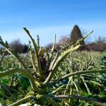 Nashs Organic Produce loses 10 acres in crops to birds