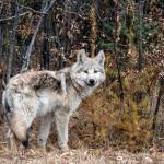 A gray wolf on Route 1 near Enterprise, Northwest Territories, Canada. Photo by Ken Campbell