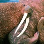 A Pacific walrus in Alaska. Photo by Ken Campbell