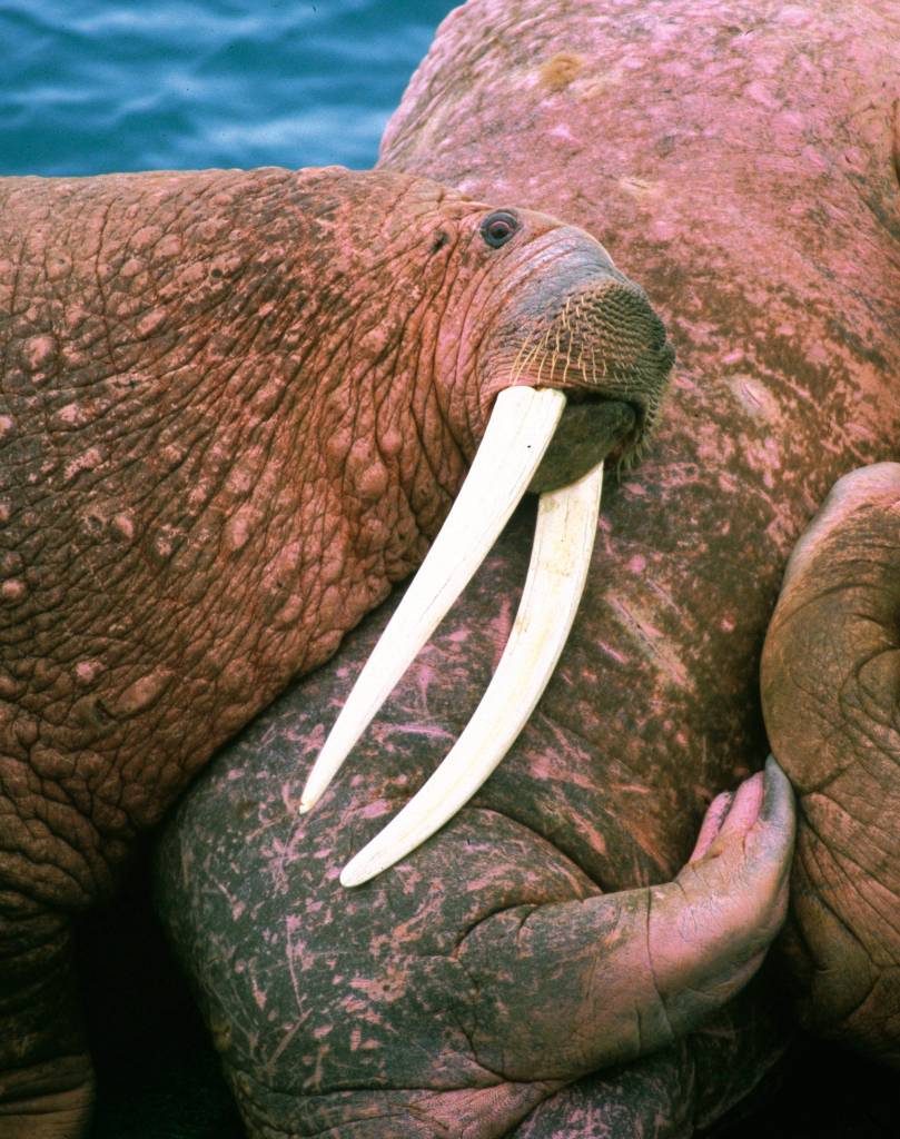 A Pacific walrus in Alaska. Photo by Ken Campbell