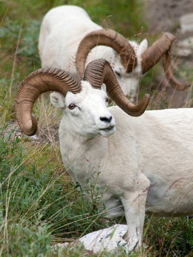 A Dall sheep ram in Denali, Alaska. Photo by Ken Campbell