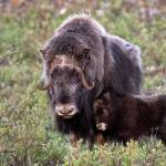 A musk ox cow and calf near Teller Road in Nome, Alaska. Photo by Ken Campbell