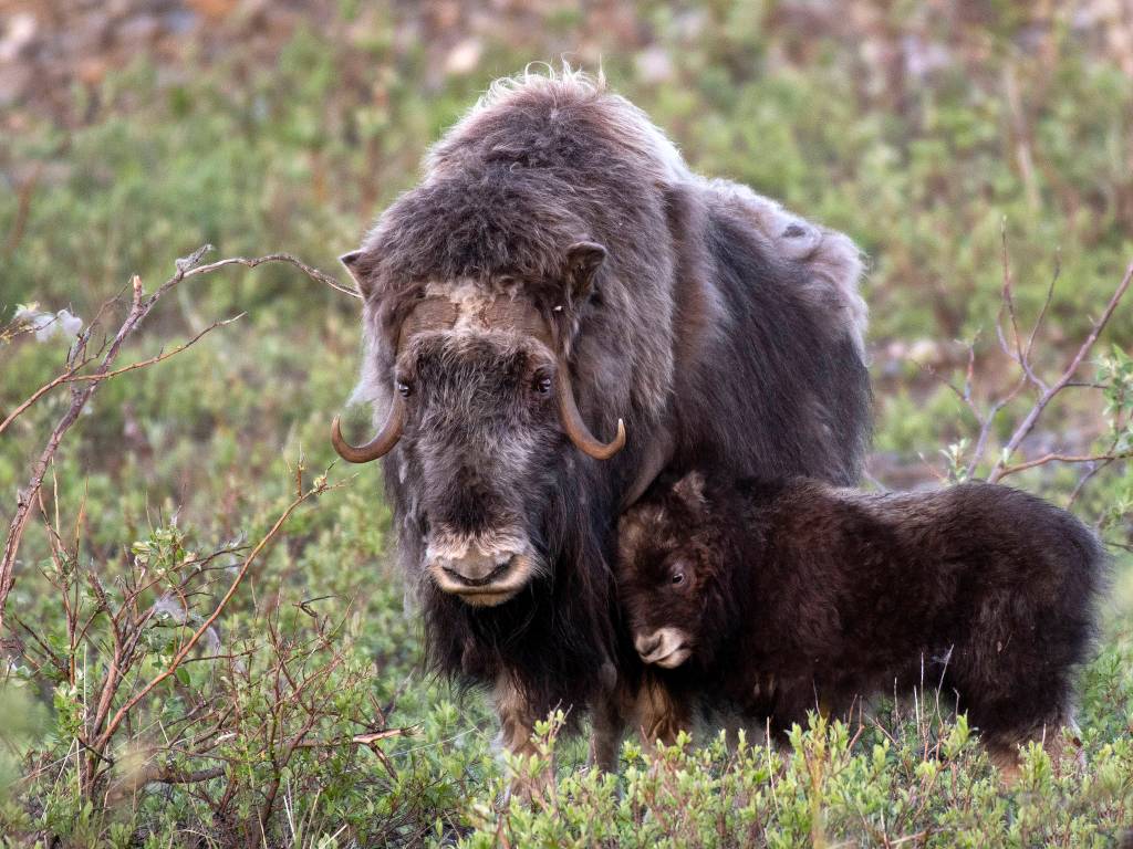 A musk ox cow and calf near Teller Road in Nome, Alaska. Photo by Ken Campbell