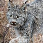 Canada lynx in Yukon, Canada. Photo by Mary Campbell