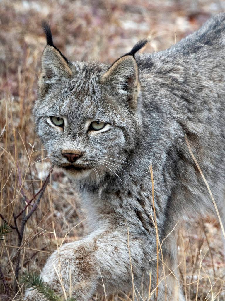 Canada lynx in Yukon, Canada. Photo by Mary Campbell