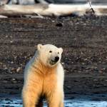 A polar bear cub on Kaktovik Barter Island, Alaska. Photo by Mary Campbell