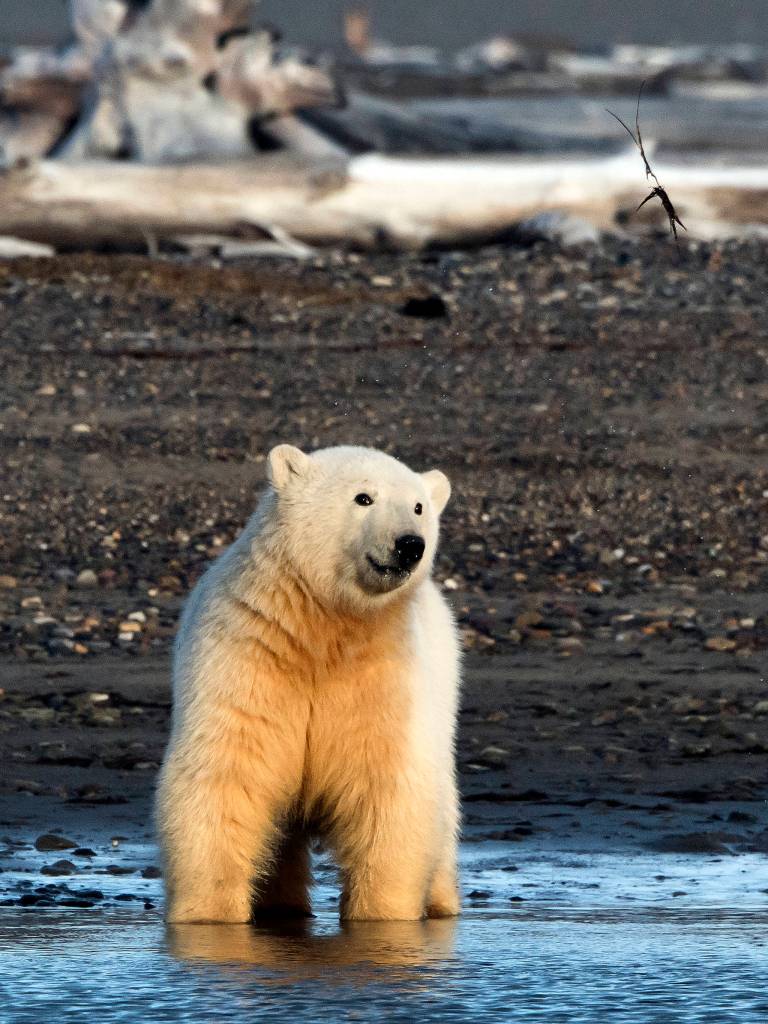 A polar bear cub on Kaktovik Barter Island, Alaska. Photo by Mary Campbell