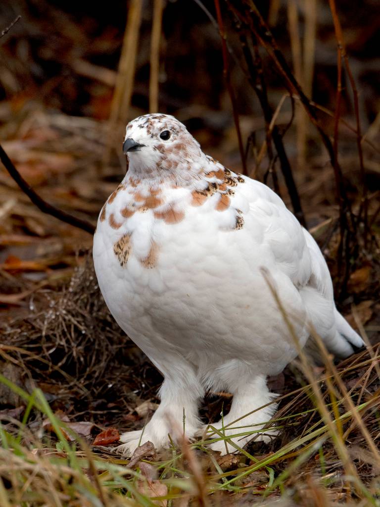 A willow ptarmigan on Dalton Highway, Alaska. Photo by Mary Campbell