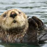 A sea otter in Kachemak Bay, Homer, Alaska, Background, aurora at Red Squirrel Pond in the Chena Rec Area in Alaska. Photos by Mary Campbell