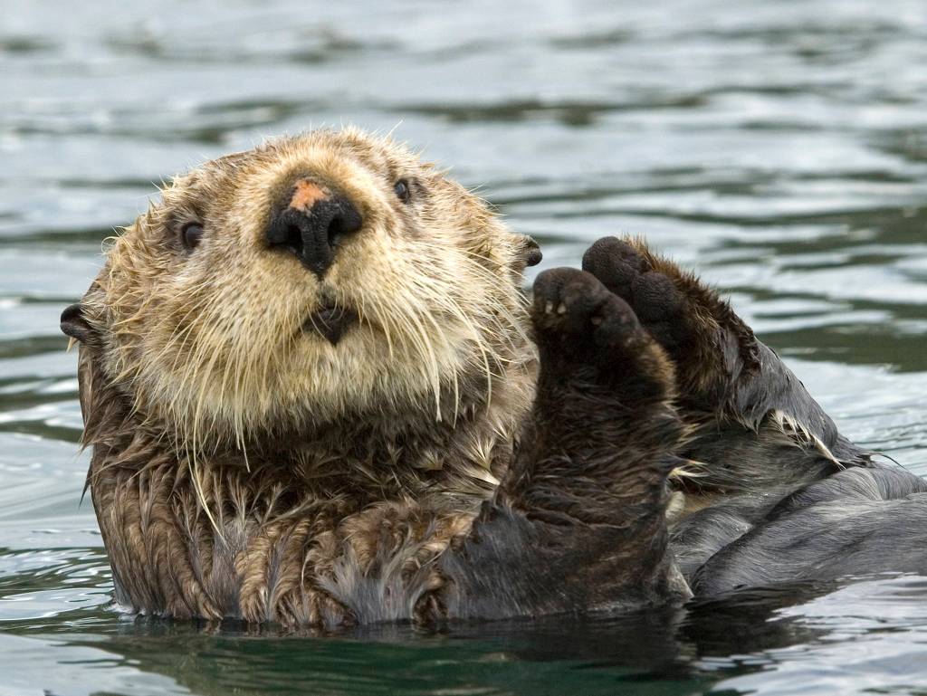 A sea otter in Kachemak Bay, Homer, Alaska, Background, aurora at Red Squirrel Pond in the Chena Rec Area in Alaska. Photos by Mary Campbell