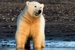 The wilds and wonders of NW Canada and Alaska