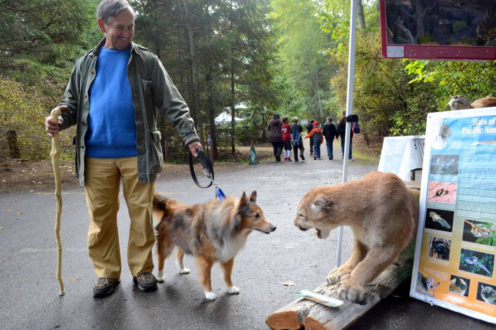 Frank Lassak of Sequim walks with his sheltie Buddy at the Dungeness River Festival in 2016. Sequim Gazette file photo by Matthew Nash