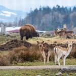 The Olympic Game Farm is the subject of a lawsuit that alleges it does not properly care for its animals. (Jesse Major/Peninsula Daily News)