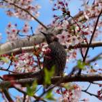 A brown-eared bulbul (Hypsipetes amaurotis) in the gardens of Tenryuji Temple, Arashimaya, Kyoto  a World Cultural Heritage Site. Photo courtesy of Wendy Feltham