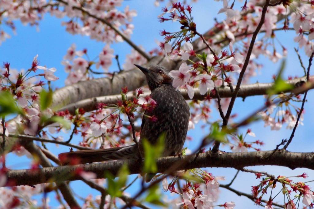 A brown-eared bulbul (Hypsipetes amaurotis) in the gardens of Tenryuji Temple, Arashimaya, Kyoto  a World Cultural Heritage Site. Photo courtesy of Wendy Feltham