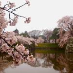 Moat and sakura at Hikone Castle. Photo courtesy of Wendy Feltham
