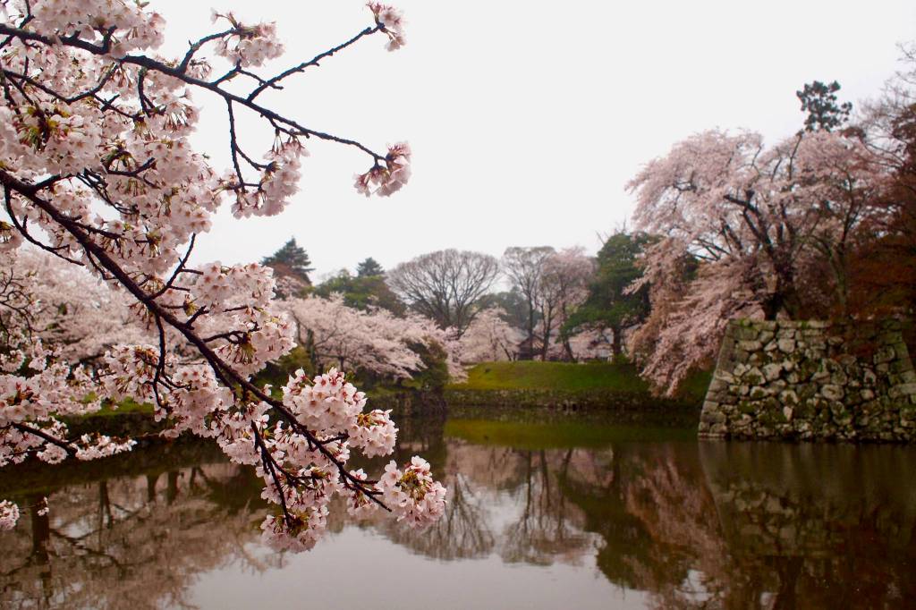 Moat and sakura at Hikone Castle. Photo courtesy of Wendy Feltham