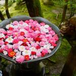 Honen-in Zen Temple. Photo courtesy of Wendy Feltham