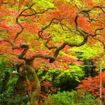 Uraku-en teahouse garden in Inuyama. Photo courtesy of Wendy Feltham