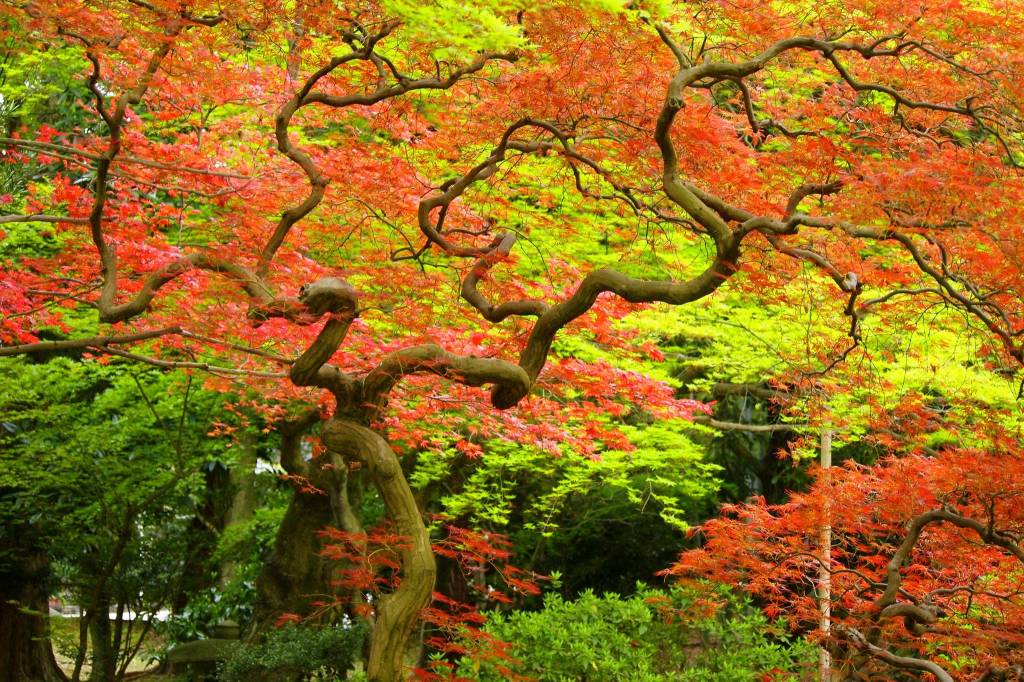 Uraku-en teahouse garden in Inuyama. Photo courtesy of Wendy Feltham