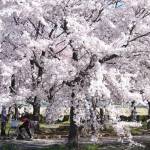 Sakura in Ogaki. Photo courtesy of Wendy Feltham