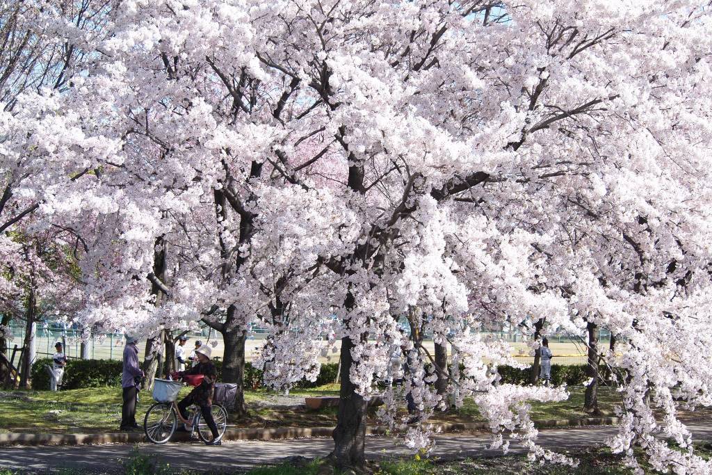 Sakura in Ogaki. Photo courtesy of Wendy Feltham