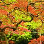 In Basho’s Footsteps: Traveling Through Japan in Cherry Blossom Season
