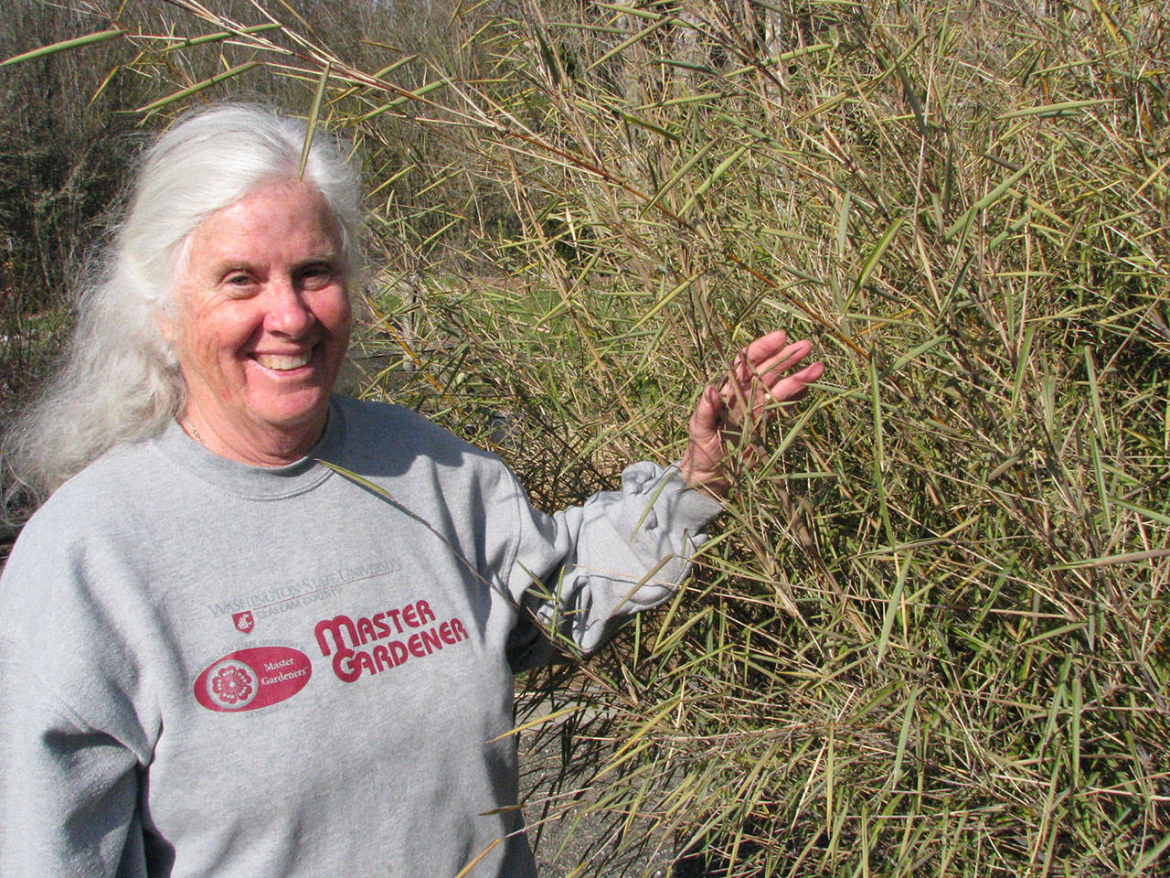 Veteran Master Gardener Janet Oja will discuss bamboo, grasses and sedges at noon Thursday, April 11, in thecounty commissioners meeting room of the Clallam County Courthouse. This presentation is part of the Master Gardener Green Thumb Garden Tips education series. Photo by Amanda Rosenberg
