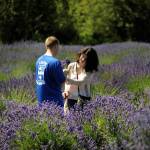 Zac and Cat Romiski of Joint Base Lewis-McChord cut lavender for the first time at The Lavender Connection in July 2018. Lavender farms are likely a big part of why Sequim was nominated for USA Todays online contest for Best Small Town Cultural Scene. Sequim Gazette file photo by Matthew Nash