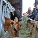 Support from community members helped mitigate a loss of about $40,000 in sales, said Ryan and Sarah McCarthey, owners of Dungeness Valley Creamery, during a recent recall of raw milk. The farm remains a popular attraction for school groups and special events like the Clallam County Farm Tour.