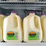 Officials with the Washington State Department of Agriculture gave the OK to staff for Dungeness Valley Creamery to sell its raw milk again starting April 22 after two separate E.coli samples were found in milk from earlier this month. Scientists cleared recent samples of the milk after creamery staff deeply cleaned its equipment and buildings. Sequim Gazette file photo by Matthew Nash